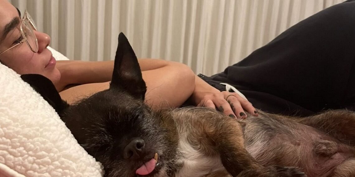 AJ Lee and Larry the Dog | Source: AJ Lee on Instagram